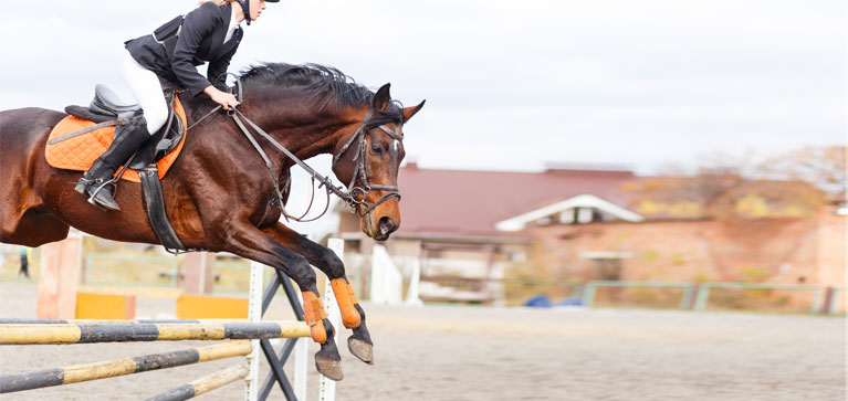 Marques Equipement Equestre & Equitation : Cheval & Cavalier - Le Paturon