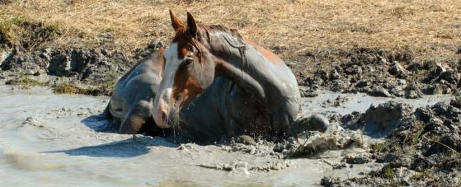 gale de boue du cheval