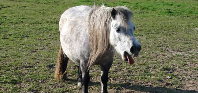 L'arthrose chez le cheval : symptômes, causes et traitements - Reverdy