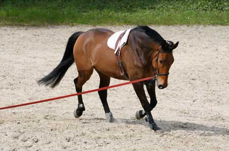 Cortiphyt Baume - Apaise les douleurs de dos du cheval • Lore