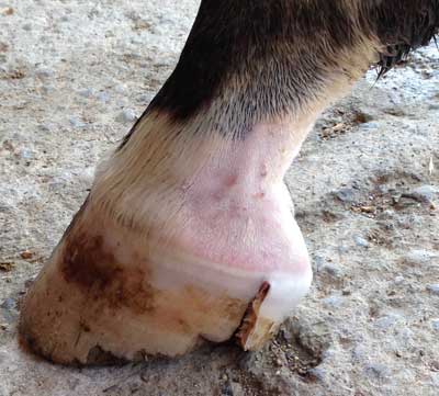 Sabot cheval : anatomie, pathologies et soins - Classequine