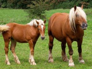 Tiptoi – mini doc – chevaux et poneys – La Maison du Cormoran