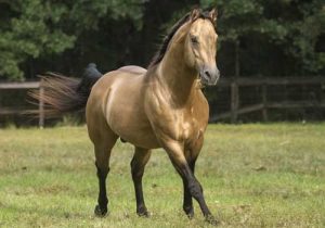 quarter-horse-cheval